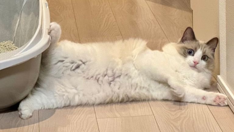 寝転がっている猫