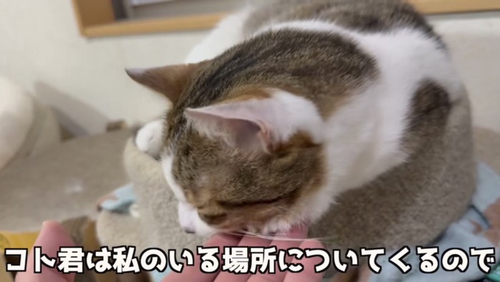 主さんの場所についてくるコトくん