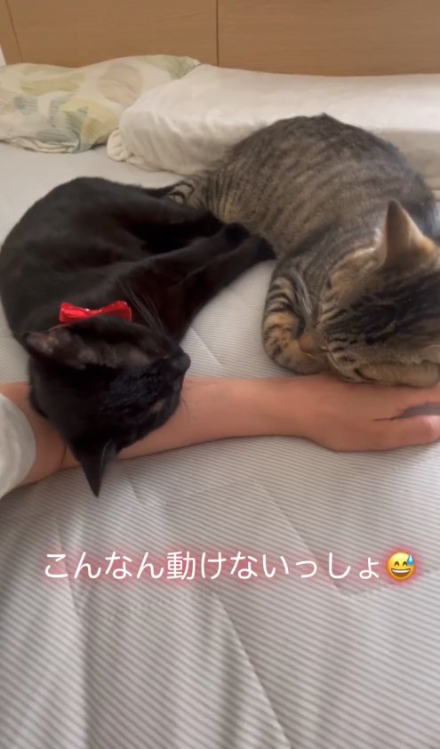 保護主の腕を枕にして寝ている2匹の猫