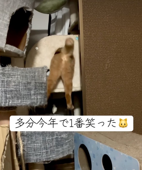 力尽きた猫