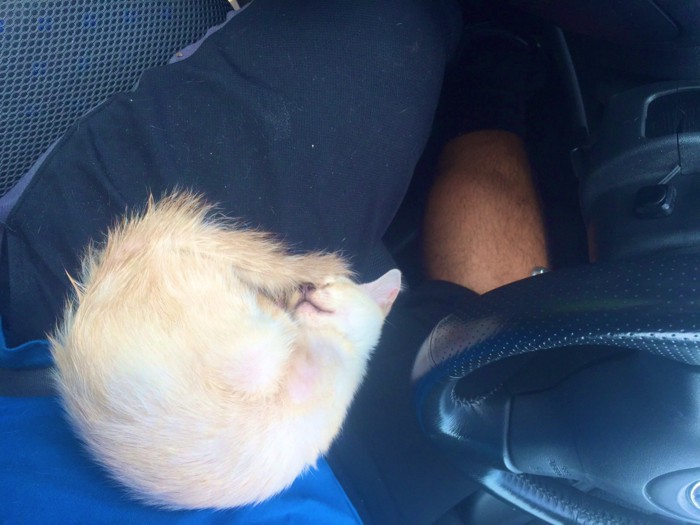 丸くなって寝る子猫