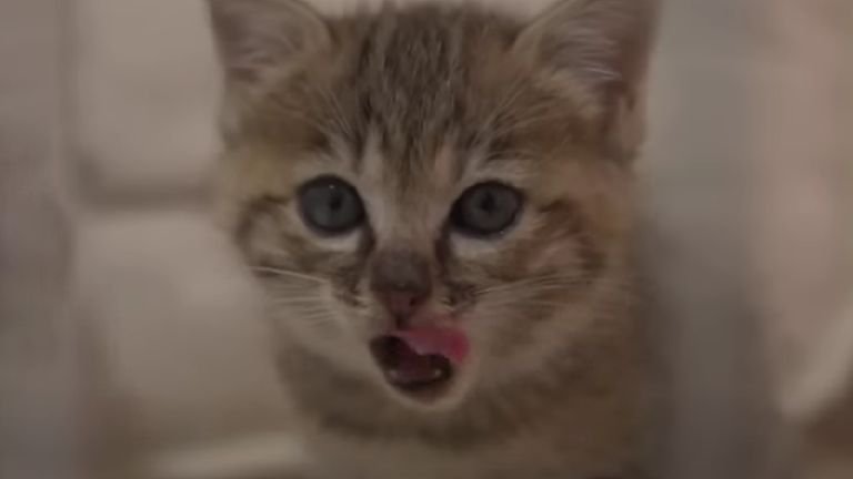 ケージの中の子猫