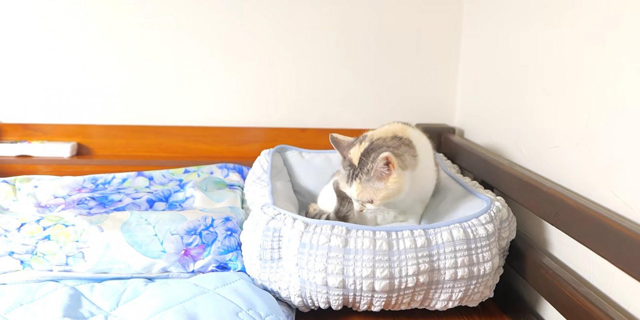 水色の猫用ベッドに座る三毛猫