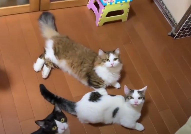 床に座って見上げている3匹の猫