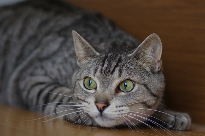 獲物をねらう猫