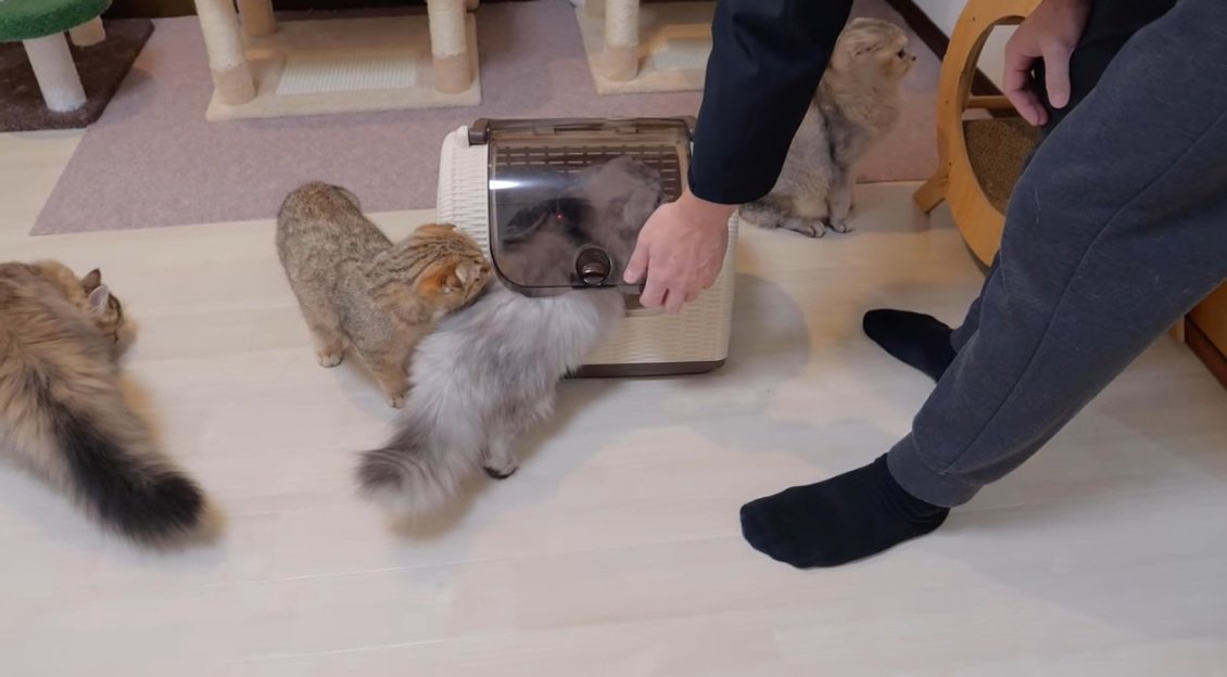 ブリティッシュショートヘアの子猫が入ったキャリーに頭をいれている猫