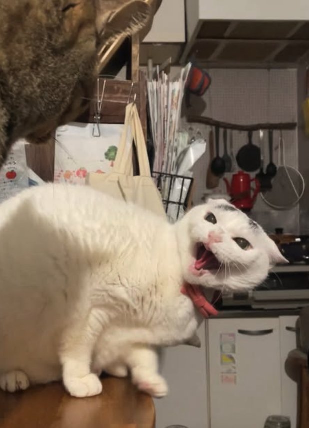 キジトラに威嚇している白い猫