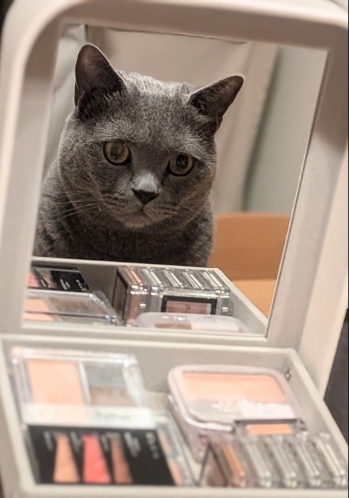 メイクボックスを見る猫k