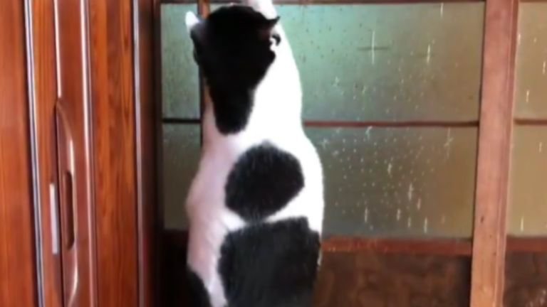 ガラス障子を登っている猫