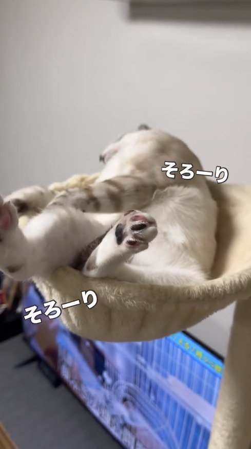 キャットタワーからテレビを見る猫