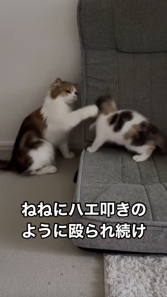 子猫を叩き返す先住猫