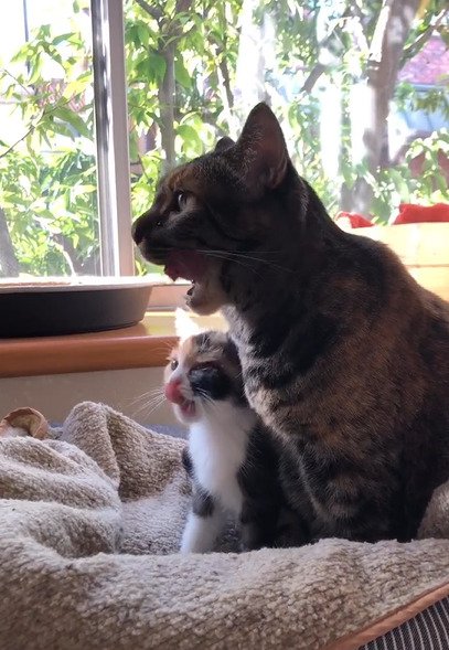 舌を出す子猫と猫