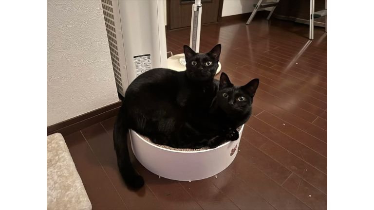 室内にいる猫たち