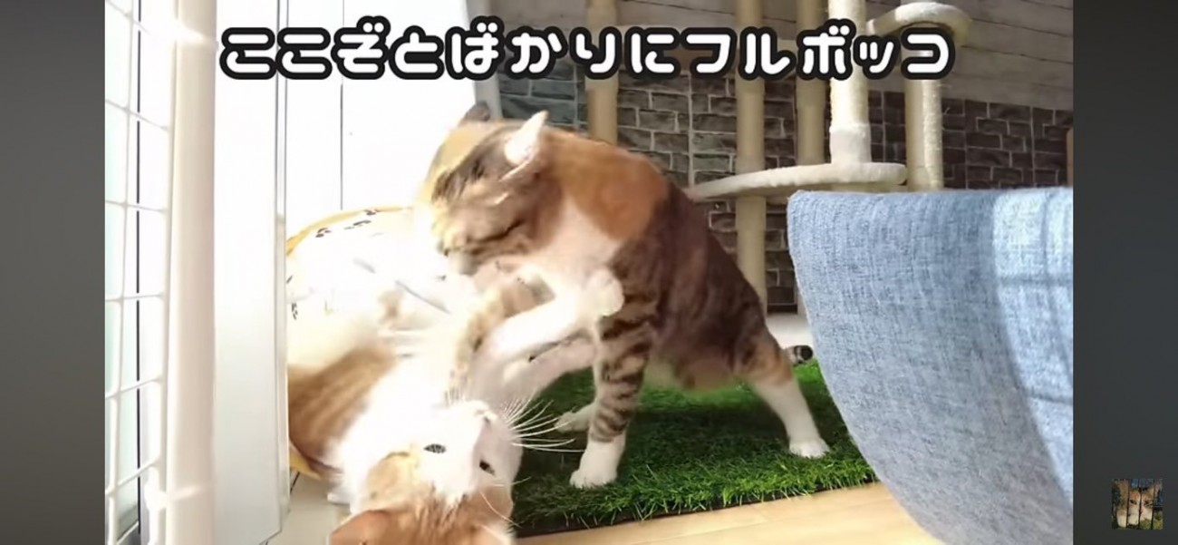 バトルを繰り広げる猫達