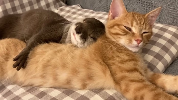 目を細める子猫