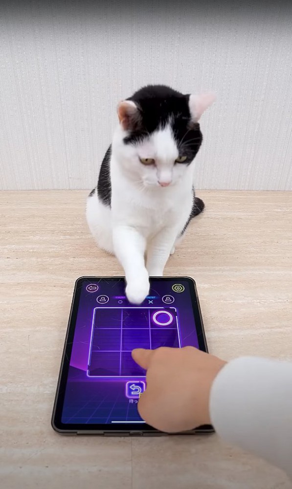 右上の角のマスを触っている猫