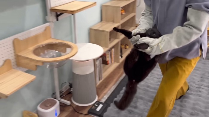 抱っこされて連行されている黒猫