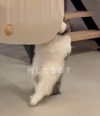千鳥足の猫
