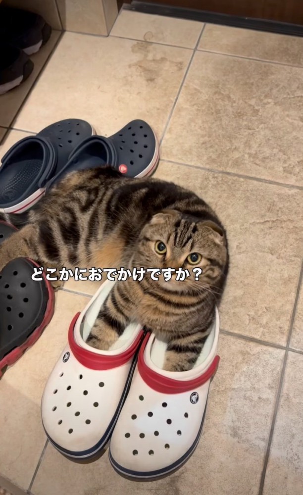玄関にいる猫