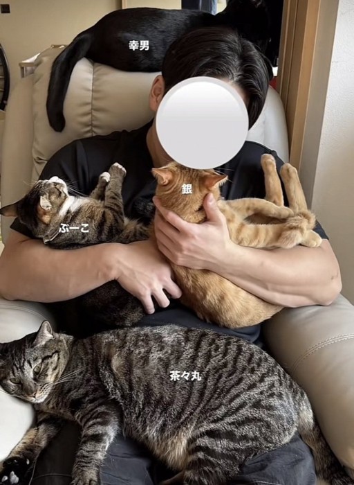 パパに抱っこされるキジトラ猫と茶トラ猫、パパの膝で寝るキジトラ猫、ソファの背もたれの上に座る黒猫