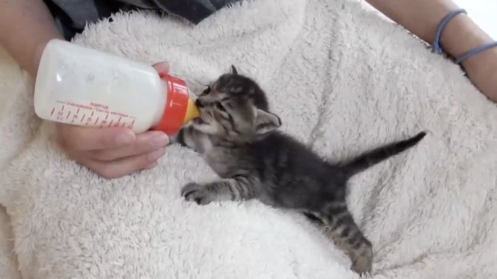 ミルクを一生懸命に飲む猫