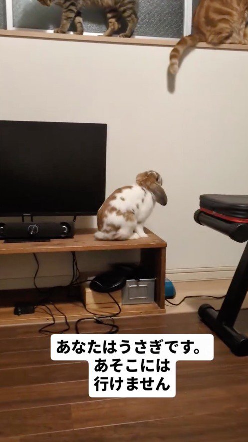 仲良しな猫が届かない場所に上っていったら、うさぎは…あまりに