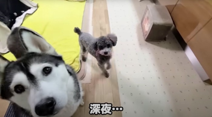 犬2匹