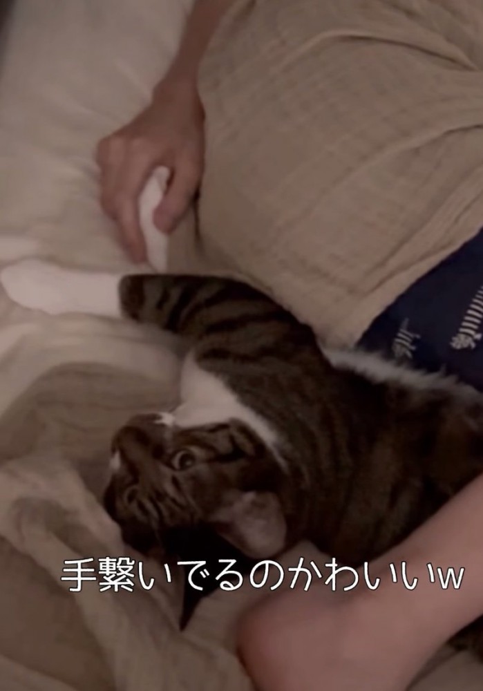手を握る猫