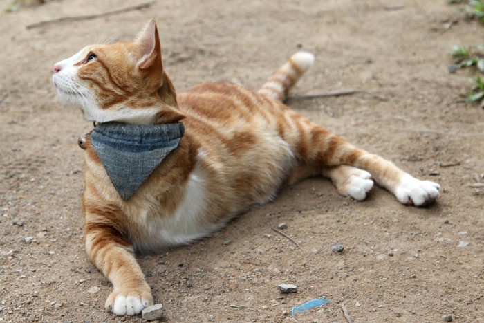 3本足の茶トラ猫