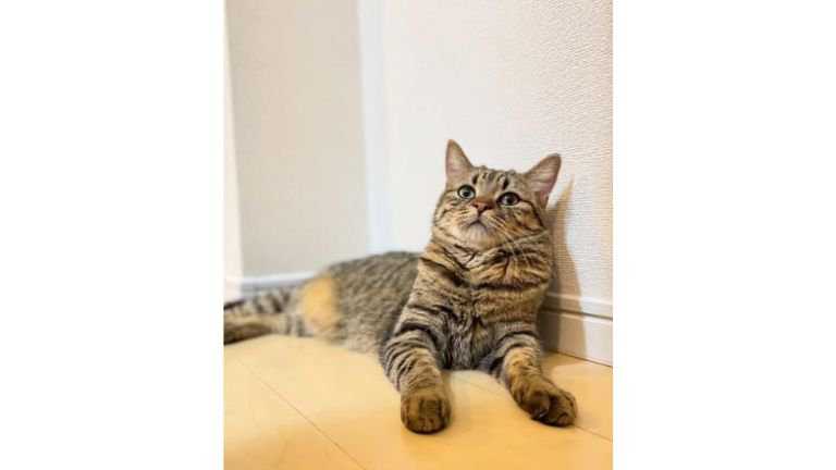 室内にいる猫