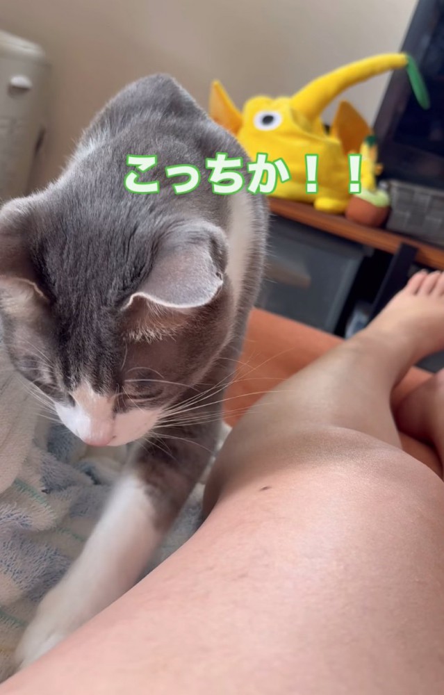 別のものを虫と勘違い