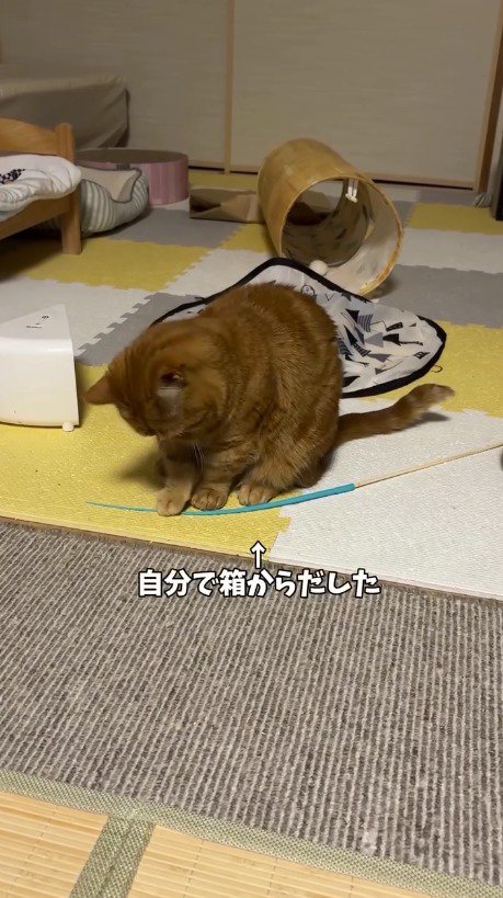 ねこじゃらしで遊ぶ猫