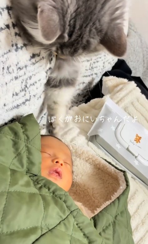 寝ている赤ちゃんの頭をなでる猫