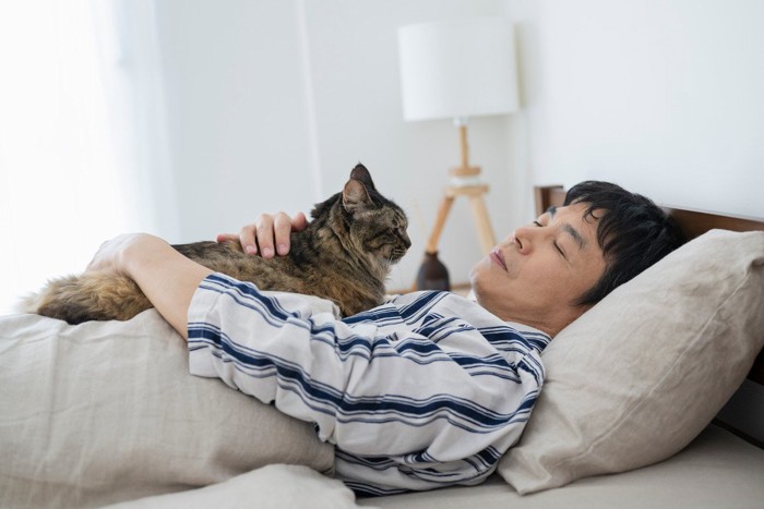 胸の上で眠る男性を見つめる猫