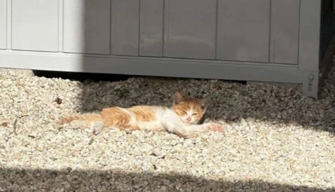 外で寝転がる子猫