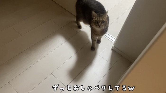 「ずっとおしゃべりしてるw」のテロップ写真