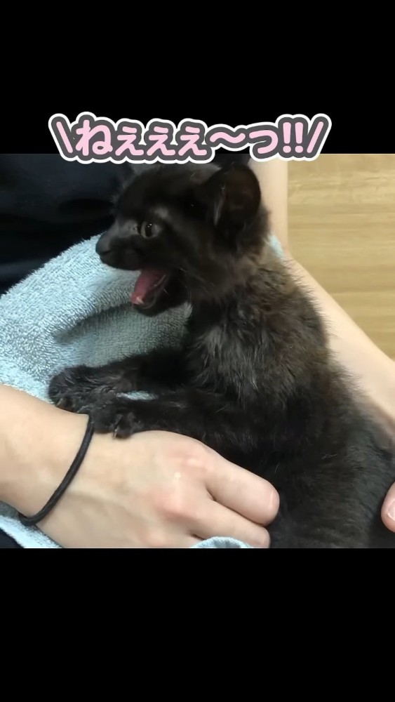 ママの足の上で鳴く子猫