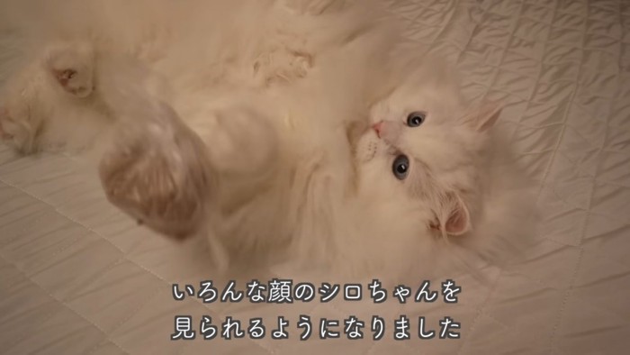 無邪気な猫