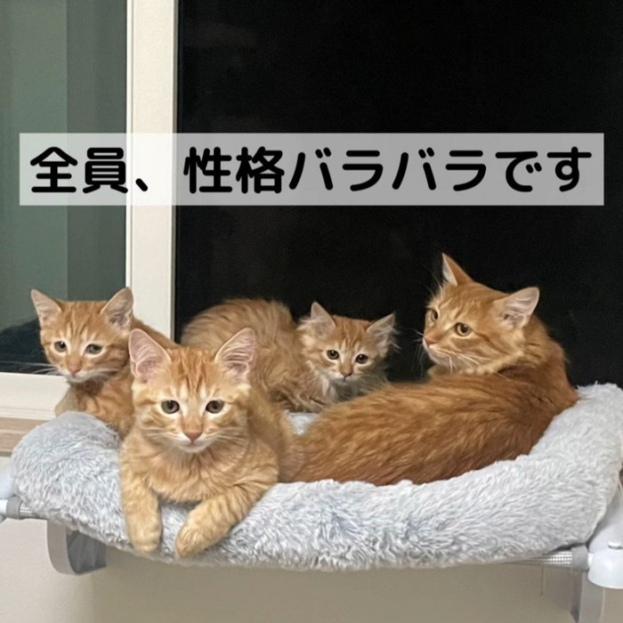 ハンモックに乗ってカメラ目線の猫たち