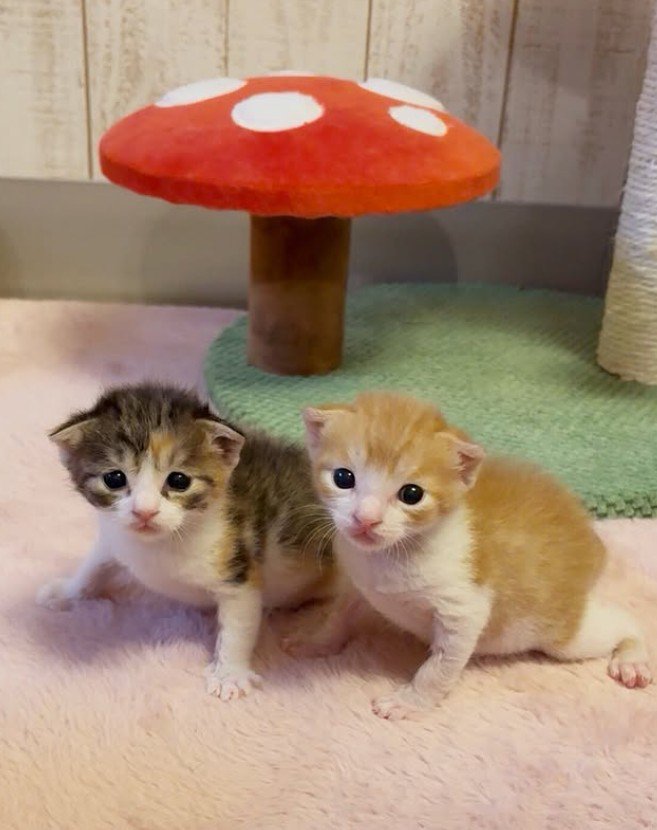 モナカちゃんとシューくん