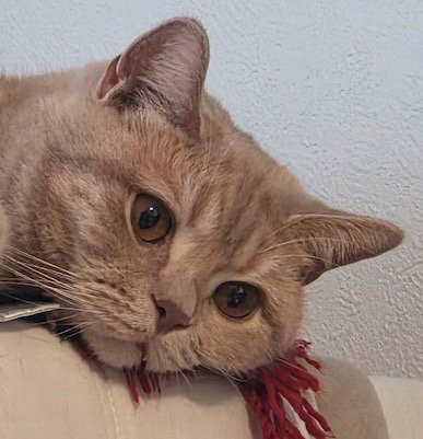 口のまわりに赤いものがついている猫