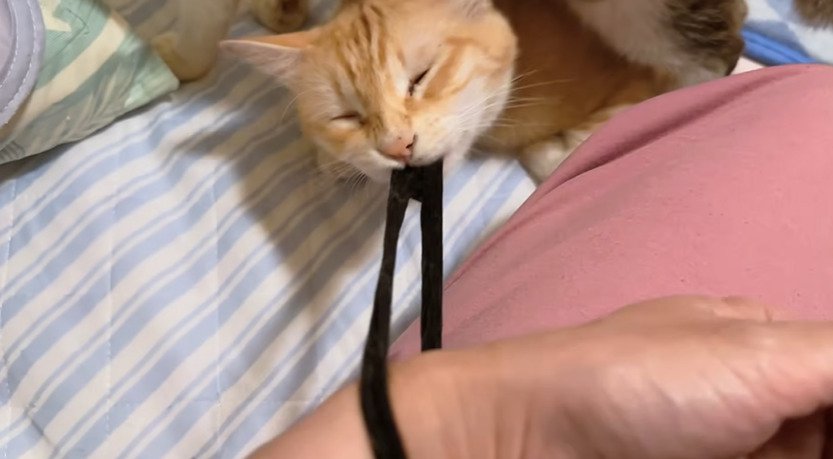 ゴムをひっぱる猫4