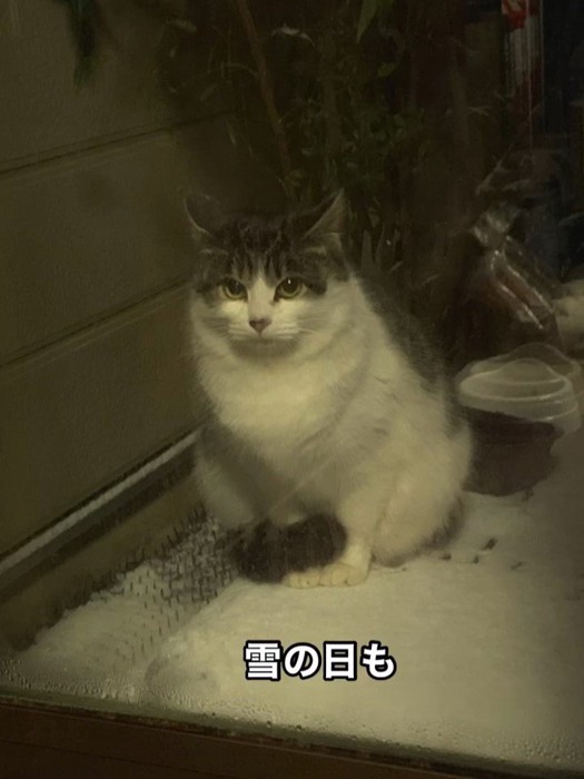 雪の中座る猫