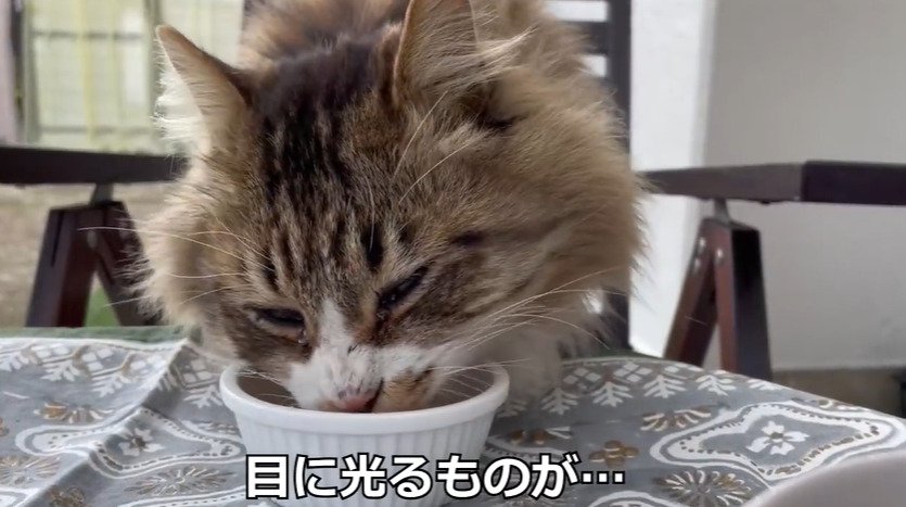 ご飯を食べる猫2