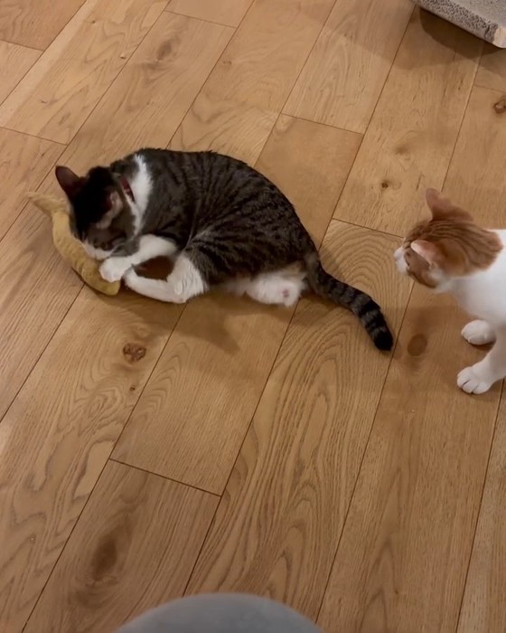 おもちゃで遊ぶ猫