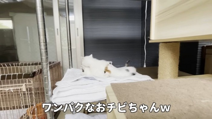 じゃれる子猫たち