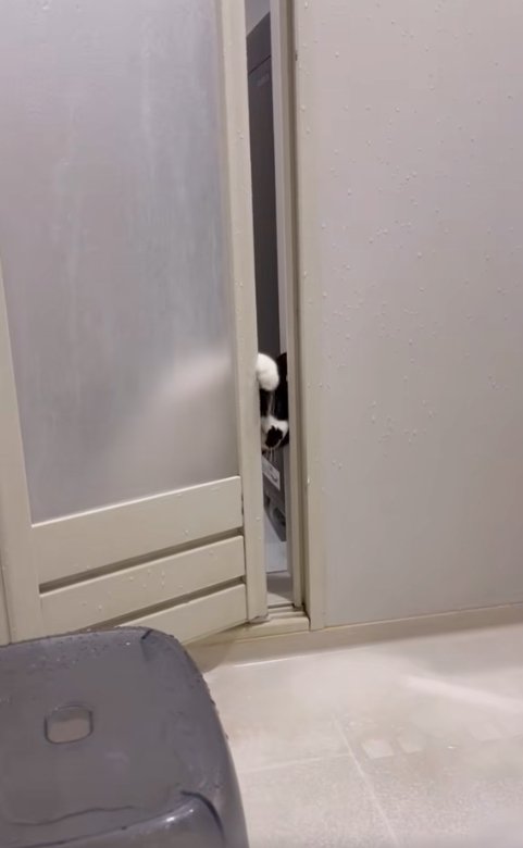 お風呂のドアに右前足をかけている猫