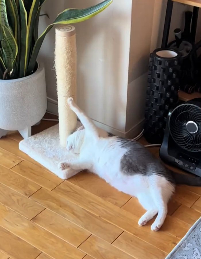 爪が引っかかるおでんちゃん