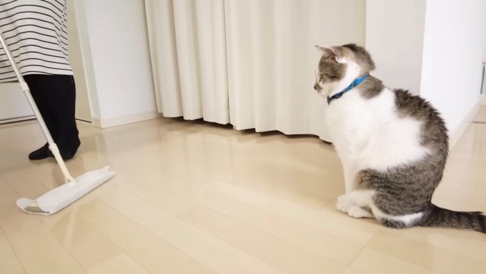 クイックルワイパーを見つめる猫の横顔(座り姿勢)