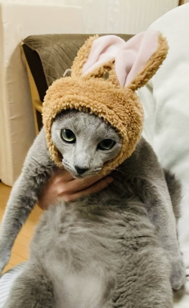 うさぎの被り物を被って飼い主さんに抱っこされるロシアンブルー